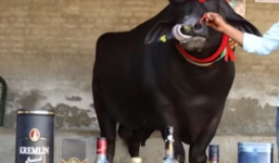 Chú bò uống rượu whisky mỗi ngày, có người phục vụ được bán với giá gần trăm tỷ