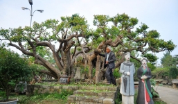 Những “siêu cây” cảnh hiếm giá triệu đô gây xôn xao dư luận của đại gia Việt