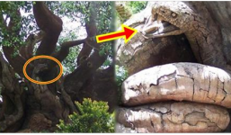 Sau một đêm gốc cây đầu làng bỗng xuất hiện nhiều loại động vật được cho là “mãnh thú”