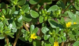 Bất ngờ rau dại ở Việt Nam đang được nhiều nước trên thế giới săn lùng