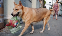 Gặp Gấu - chú chó cá tính nhất Sài Gòn: Chủ mua gì cũng xung phong xách hộ, không cho theo thì hờn mát bỏ ăn!