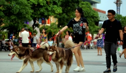 Từ 15/9, dắt chó ra đường không rọ mõm có thể bị phạt 1 triệu đồng