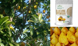 Loại quả ở Việt rụng đầy vườn nhưng sang nước ngoài có giá 1,5 triệu/kg bột