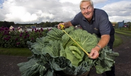 Lão nông không cần phân bón vẫn trồng được bắp cải khổng lồ, nấu được 300 bát canh