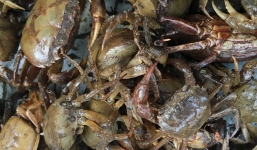 Ăn cua sống để tăng cường sinh lực, trị ung thư: Lợi bất cập hại