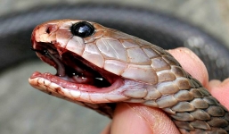 Khách tham quan bị bắt vì phóng sinh rắn hổ mang ở công viên