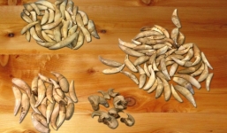 Phát hiện 77 nanh báo, móng vuốt sư tử trong hành lý của khách nhập cảnh