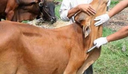 Cán bộ thú y dùng kim tiêm trâu đâm trưởng thôn nhập viện