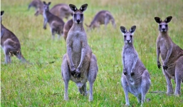 Australia kêu gọi người dân ăn thịt kangaroo