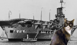 Chú mèo 'tai họa': Nhấn chìm 1 thiết giáp hạm, 3 khu trục hạm và 1 tàu sân bay