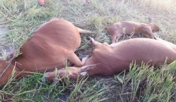 5 con bò bị điện giật chết giữa đồng