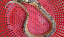 Bắt được lươn lạ màu ánh kim, dài nửa mét