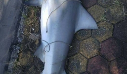 Xác minh cá lạ nghi cá mập xuất hiện ở Vịnh Hạ Long