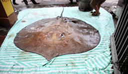 'Thủy quái nước ngọt' nặng 216 kg đưa từ Thái Lan về Việt Nam