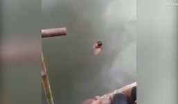 Video: Pháp sư tử vong khi nhảy vào hồ đầy cá sấu