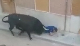 Người đàn ông thiệt mạng vì bị bò tót húc