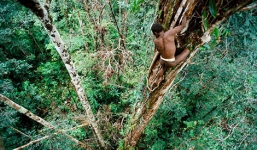 Lạ kỳ bộ lạc sống trên cây cao 50m, như thời nguyên thủy