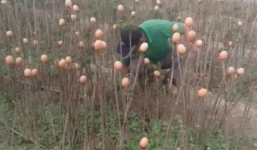 Mỗi ngọn cây một quả trứng và sự thật bất ngờ đằng sau bức ảnh