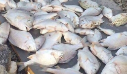 Nghệ An: Hàng loạt cá chết bất thường nghi do sốc nước