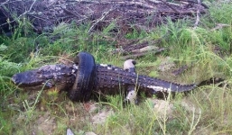 Cá sấu khổng lồ chết thảm vì bị kẹt trong lốp xe