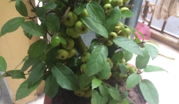 Sự thật đằng sau những gốc sung bonsai quả chi chít từ gốc tới ngọn