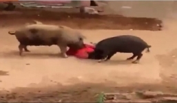 Video: Kinh hoàng cặp lợn khổng lồ nổi điên tấn công người phụ nữ 60 tuổi