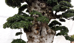 Chiêm người cây duối cổ 'Lão mai đại thọ', 6 tỷ đồng chưa chịu bán