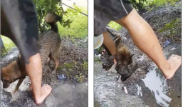 Chó mẹ vào hang cứu 4 con được báo Anh ca ngợi