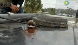 Đầu rắn bị chặt lìa khỏi thân 4 tiếng vẫn cắn người suýt chết