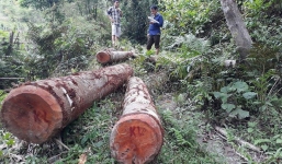 Đề nghị cách chức trưởng ban tuyên giáo cùng 9 cán bộ vì phá rừng