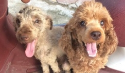 Chia tay người yêu chàng trai đòi trả lại chó hoặc đưa 2 triệu