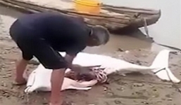 Trung Quốc: Cá heo trắng bị dân xẻ thịt gây phẫn nộ