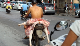 Thót tim với 'quái xế' kẹp xác lợn phóng vun vút trên phố