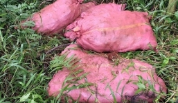 16 người vướng vào vòng lao lý vì rủ nhau đi trộm khoai lang