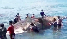 Xác cá voi hơn 13 m dạt vào bờ biển Kiên Giang
