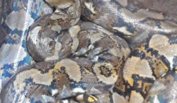 Bắt được sinh vật lạ 9 lỗ mũi, dân hốt hoảng thả về rừng