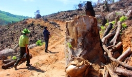 Nóng: Bắt Tổng giám đốc chủ mưu vụ phá 60 ha rừng 