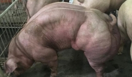 Lợn biến đổi gen cơ bắp cuồn cuộn ở Campuchia