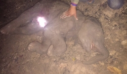 Voi con chết trong bụng mẹ sau 30 năm chờ đợi