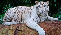 Nhân viên vườn quốc gia bị hổ trắng quý hiếm vồ chết