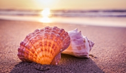 Nhặt được vỏ sò trên biển, cả gia đình bất ngờ khi lật mặt dưới lên