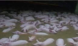 Clip hot: 4000 con lợn loay hoay bơi trong nước lũ ở Thanh Hóa