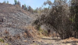 175 ha rừng mất trắng khi giao rừng làm 'địa bàn diễn tập phòng thủ'