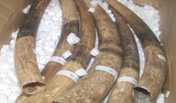 Vụ vận chuyển 1,5 tấn ngà voi: Có sự tham gia của bộ đội biên phòng