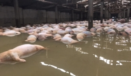 Người dân bất lực nhìn 6.000 con lợn chết ngập trong lũ