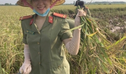 Công an Thái Bình ngâm mình dưới nước gặt lúa giúp dân