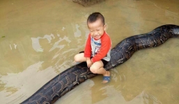  Bé trai chơi đùa cùng trăn khổng lồ trong sân nhà ngập nước sau lũ