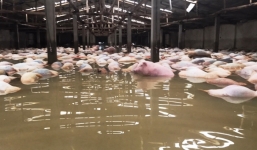 Thanh Hóa: Cận cảnh thu gom hàng nghìn con lợn chết đi tiêu hủy