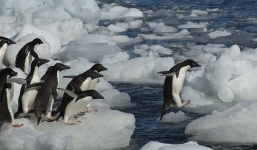 Hàng chục ngàn chim cánh cụt con lăn ra chết ở Nam Cực