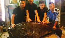 'Thủy quái' khủng nặng hơn 1 tạ được đưa từ vịnh Thái Lan về Hà Nội